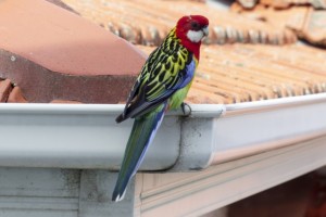 A brightly colored parrot with red, yellow, green, and blue feathers is perched on the edge of a rooftop gutter, surveying the scene like a watchful gutter cleaning company on duty.