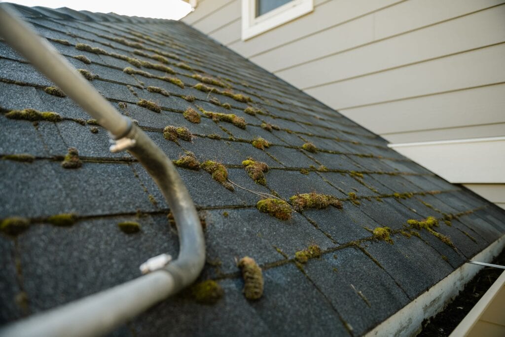 Before treatment: moss growing between asphalt shingles above a gutter