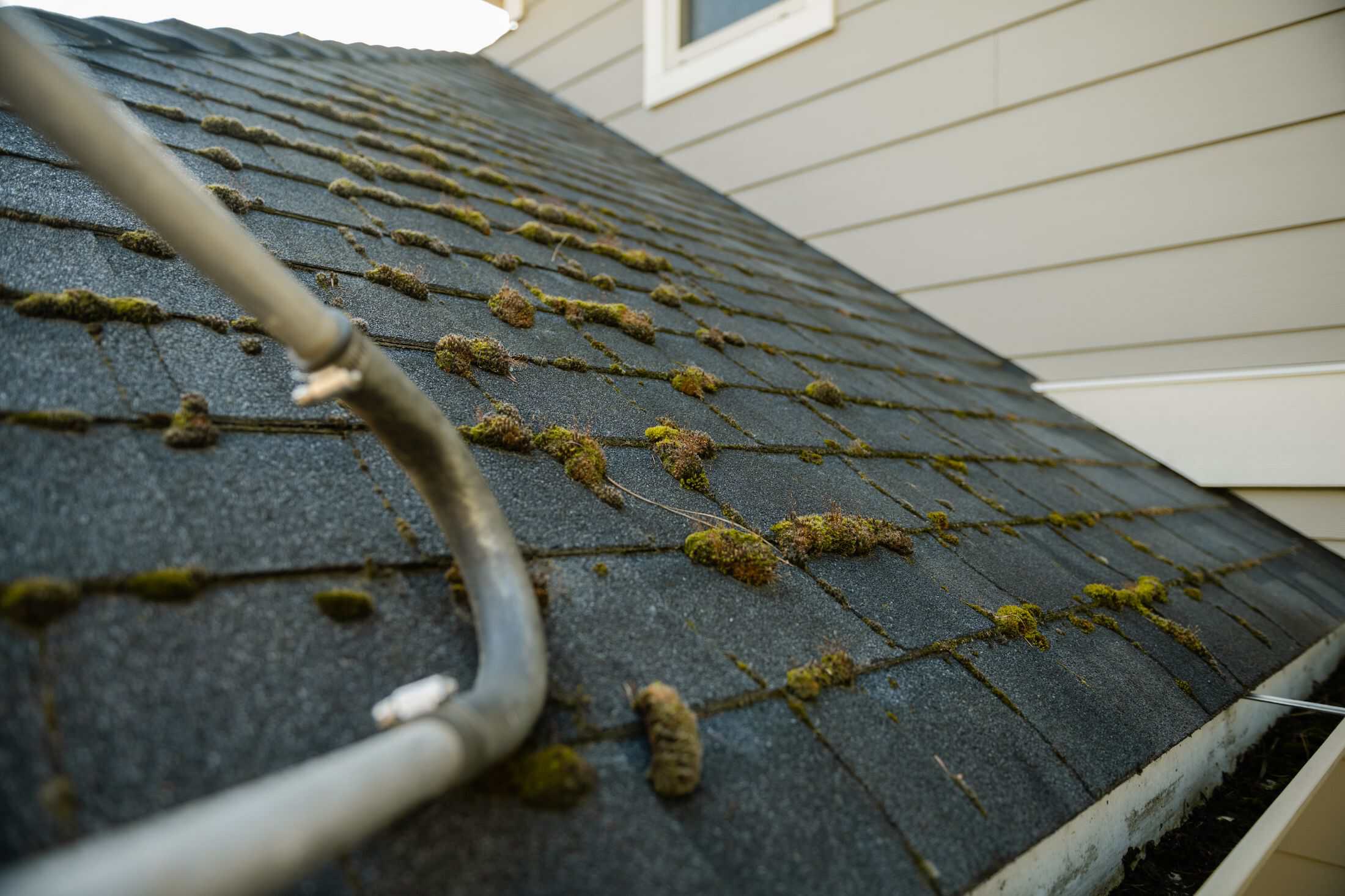 Moss growing between asphalt shingles along the lower edge of a roof, just above the gutter