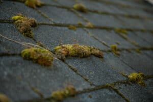 Clumps of green moss growing along the edges of asphalt roof shingles