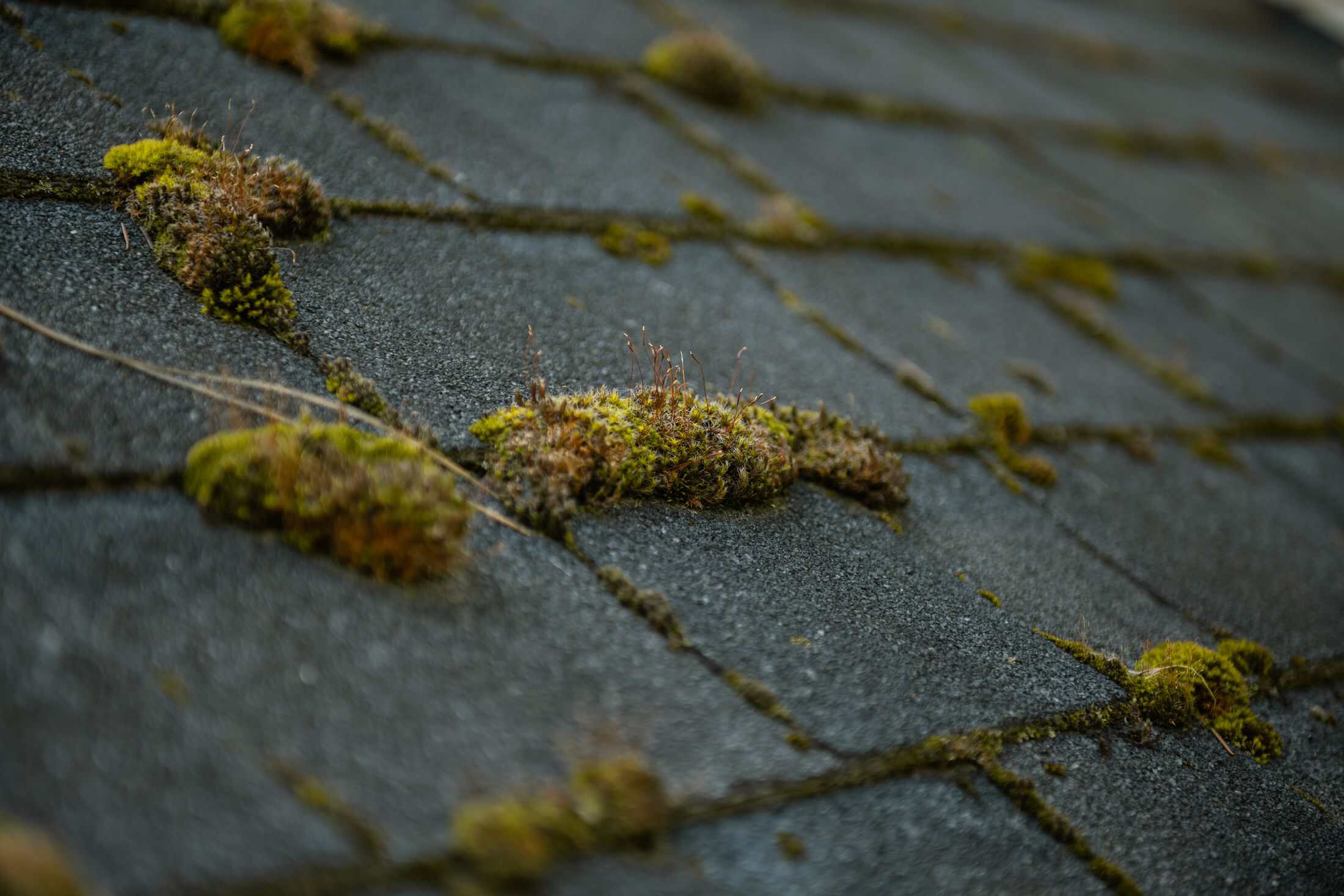 Close-up of green moss clumps growing between asphalt shingles on a shaded Kelowna roof